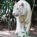 20090423 Singapore Zoo  83 of 97 